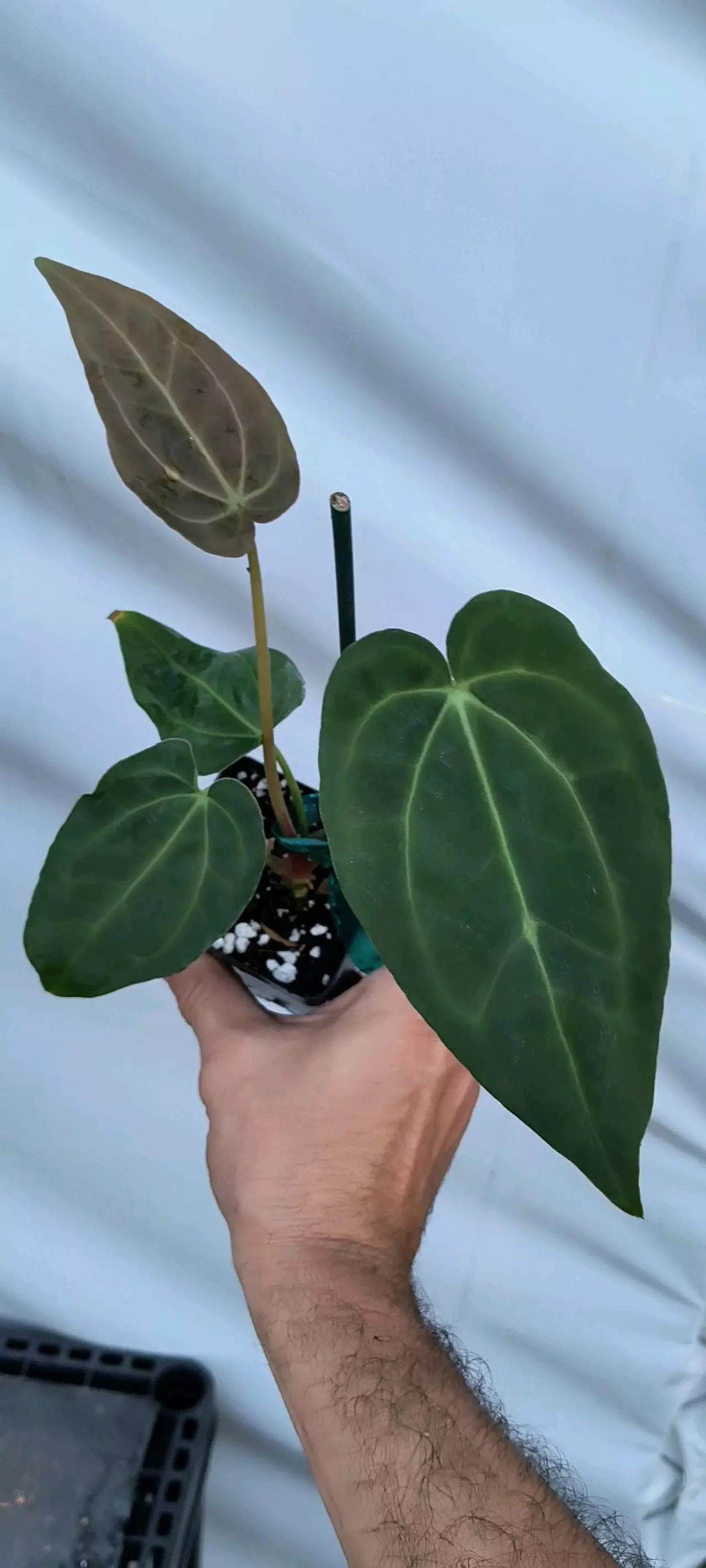 plant/P85 Goldenchild F2 (Papillilaminum Ree Gardens/Doc Block Purple F2)-0