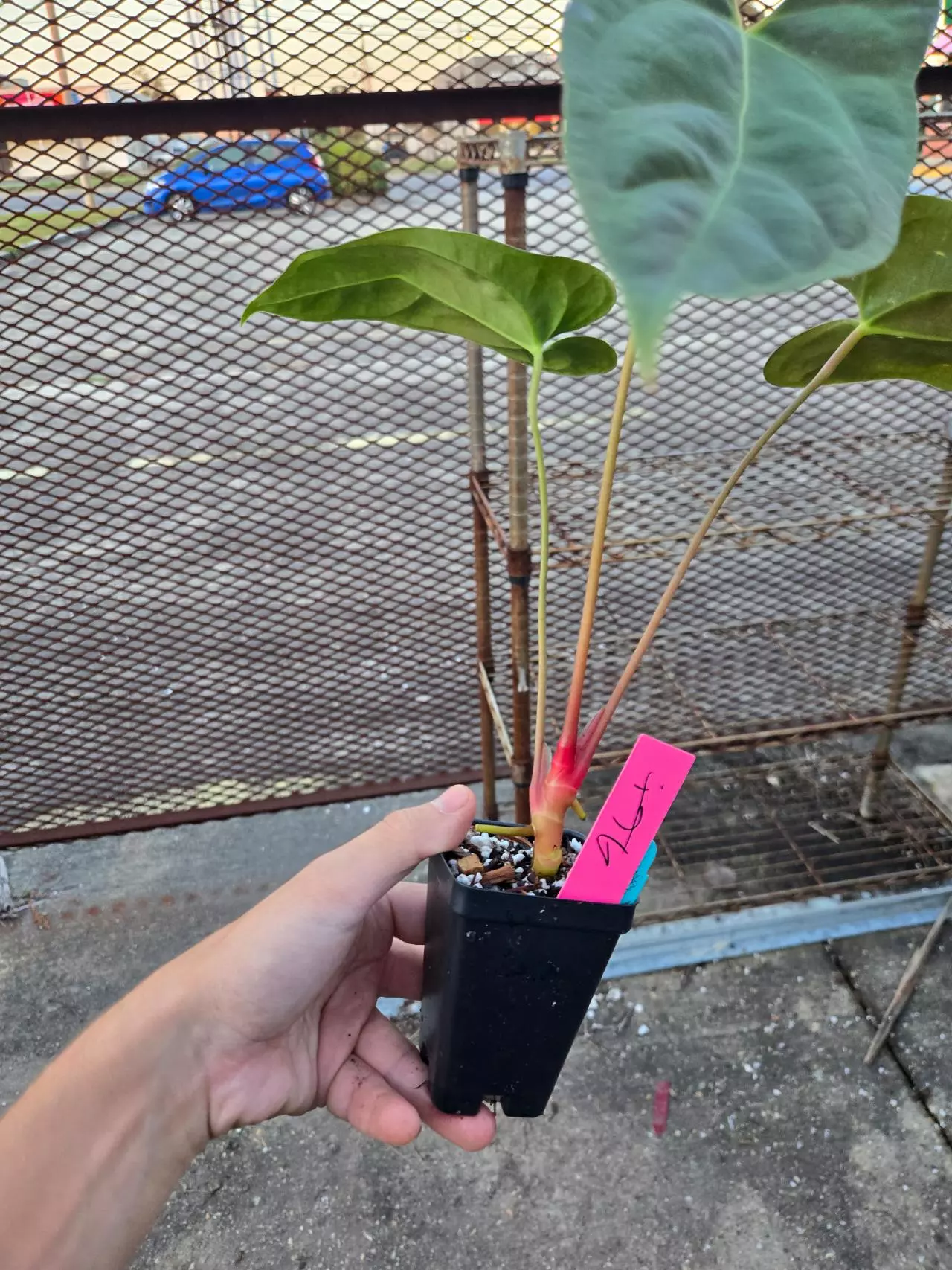 plant/P86 XL.  Pap Nice Pap #1 x Portillae NSE Dewey Fisk Clone-3