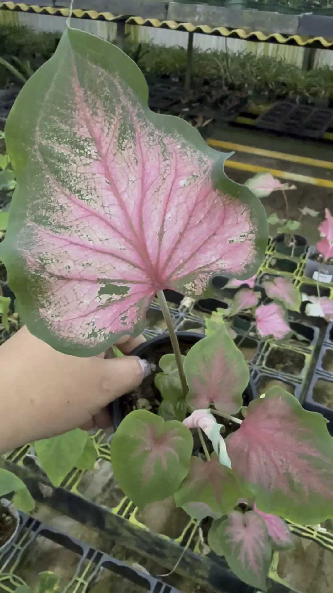 plant/Caladium Dance skirt -p-0