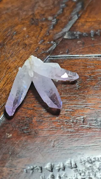 plant/Amethyst Vera Cruz Mexico-2-thumbnail