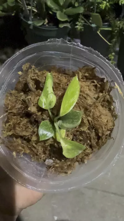 plant/Philodendro green congo variegated -p2-0-thumbnail