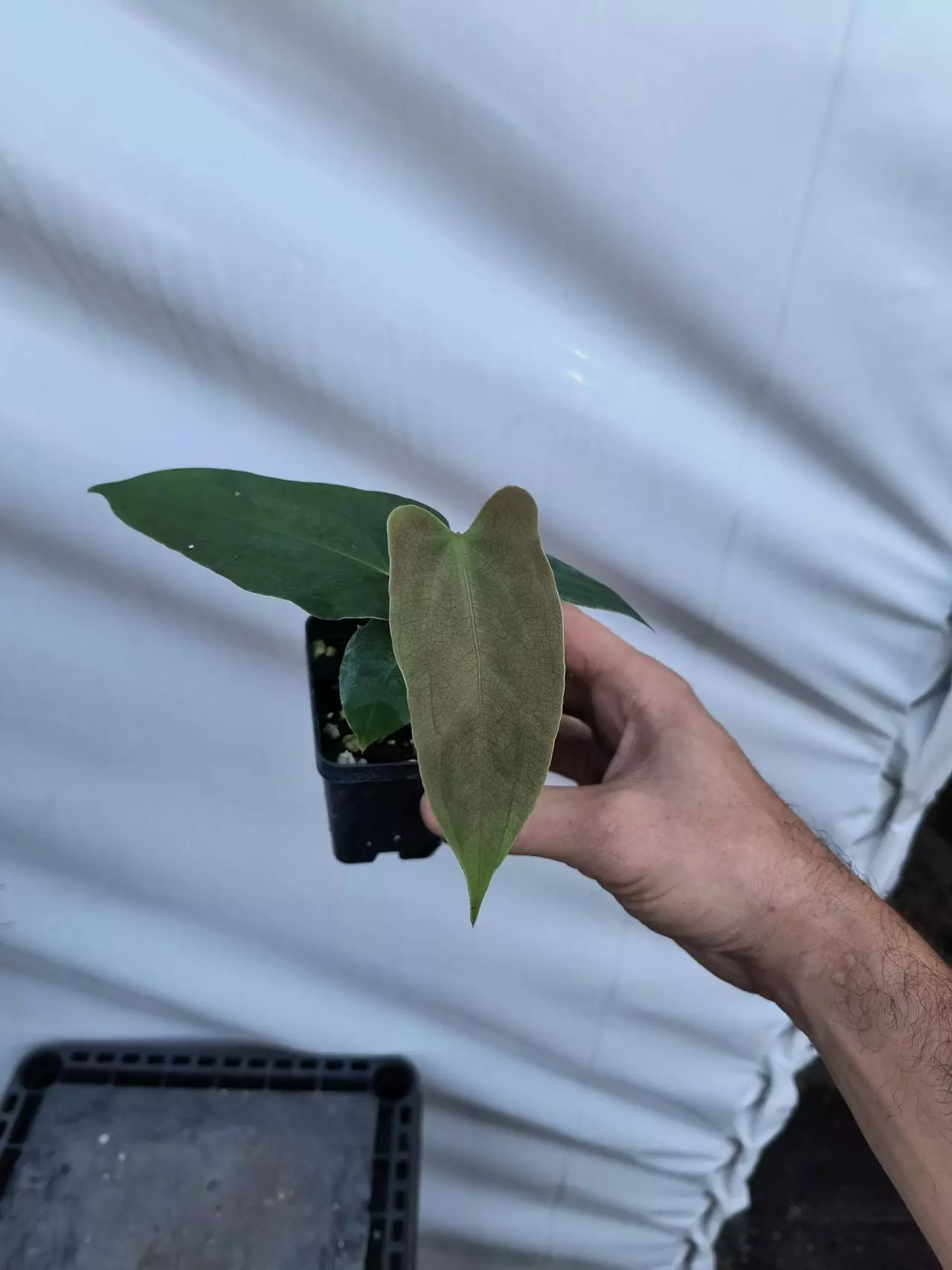 plant/P80 Papillilaminum Ree Gardens x open-3