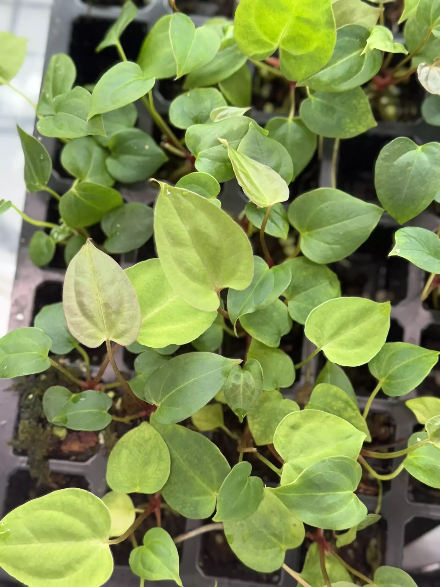 plant/Anthurium Thai Papi X Blue Velvet-0