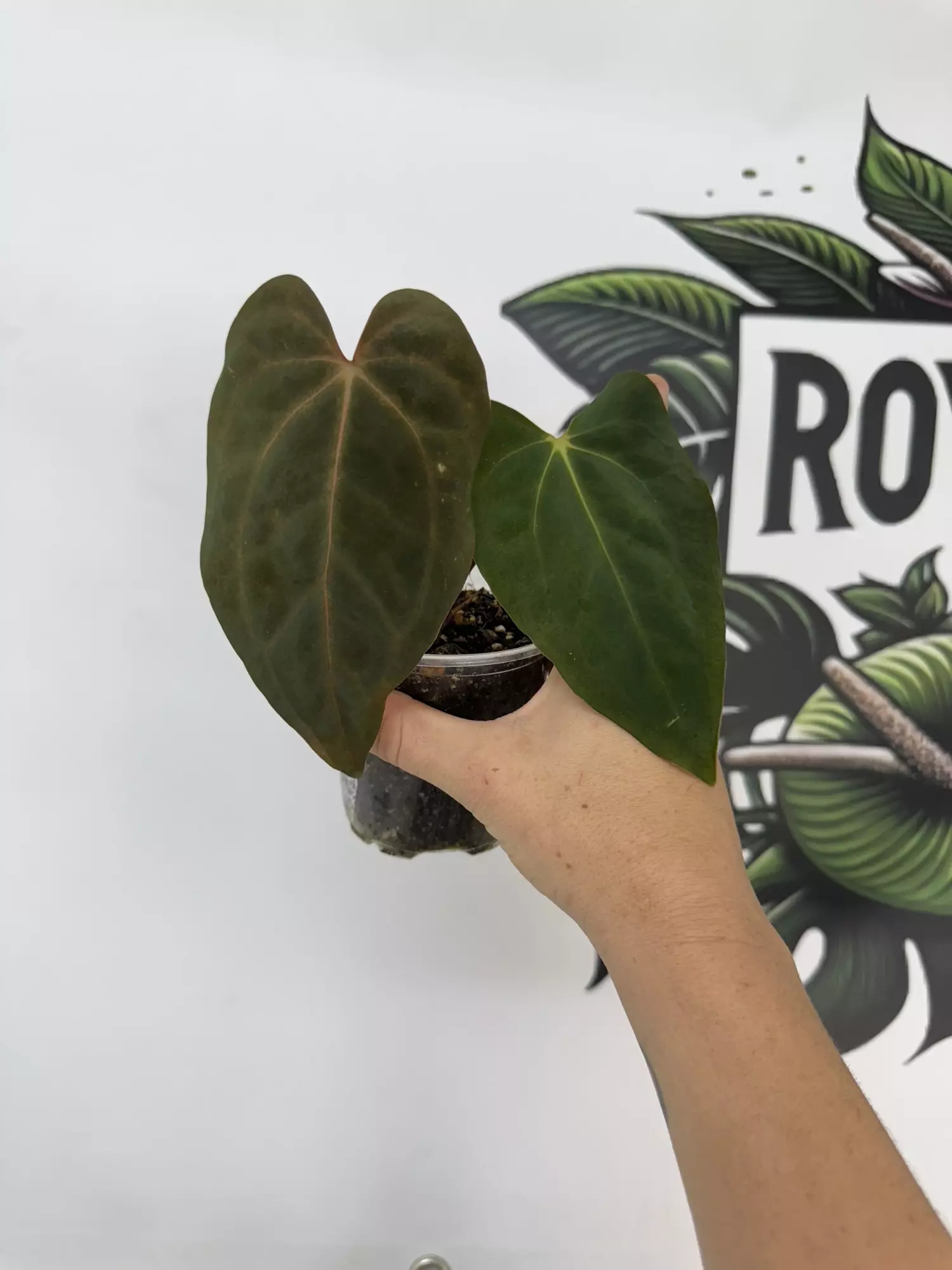 plant/Anthurium Carla X RLFS-0