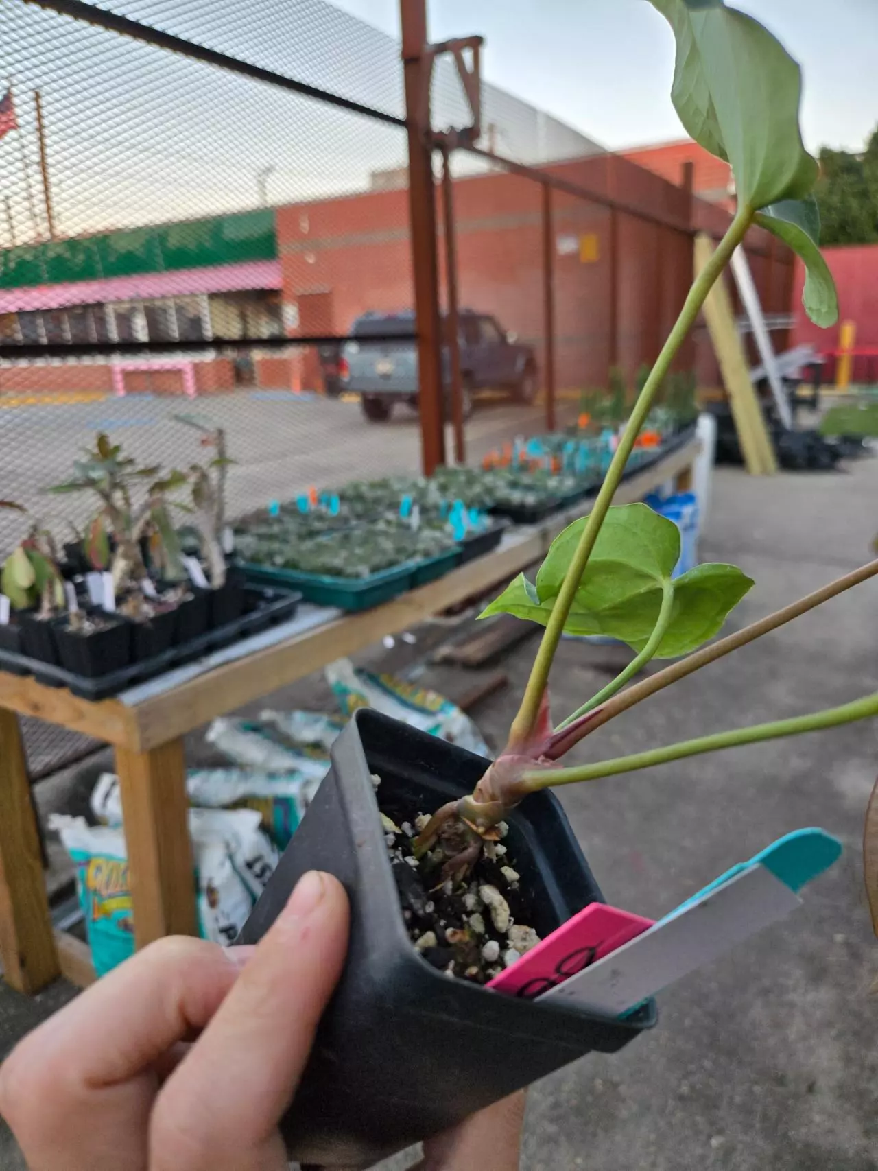 plant/P87 reddish emergent. Tim Anderson Mag Pap #2 x sp Silver Peru-3