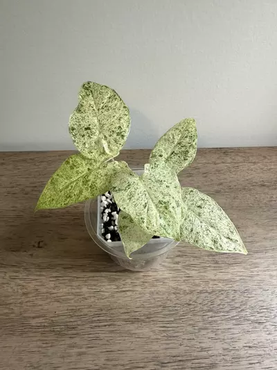 plant/Batik-0-thumbnail