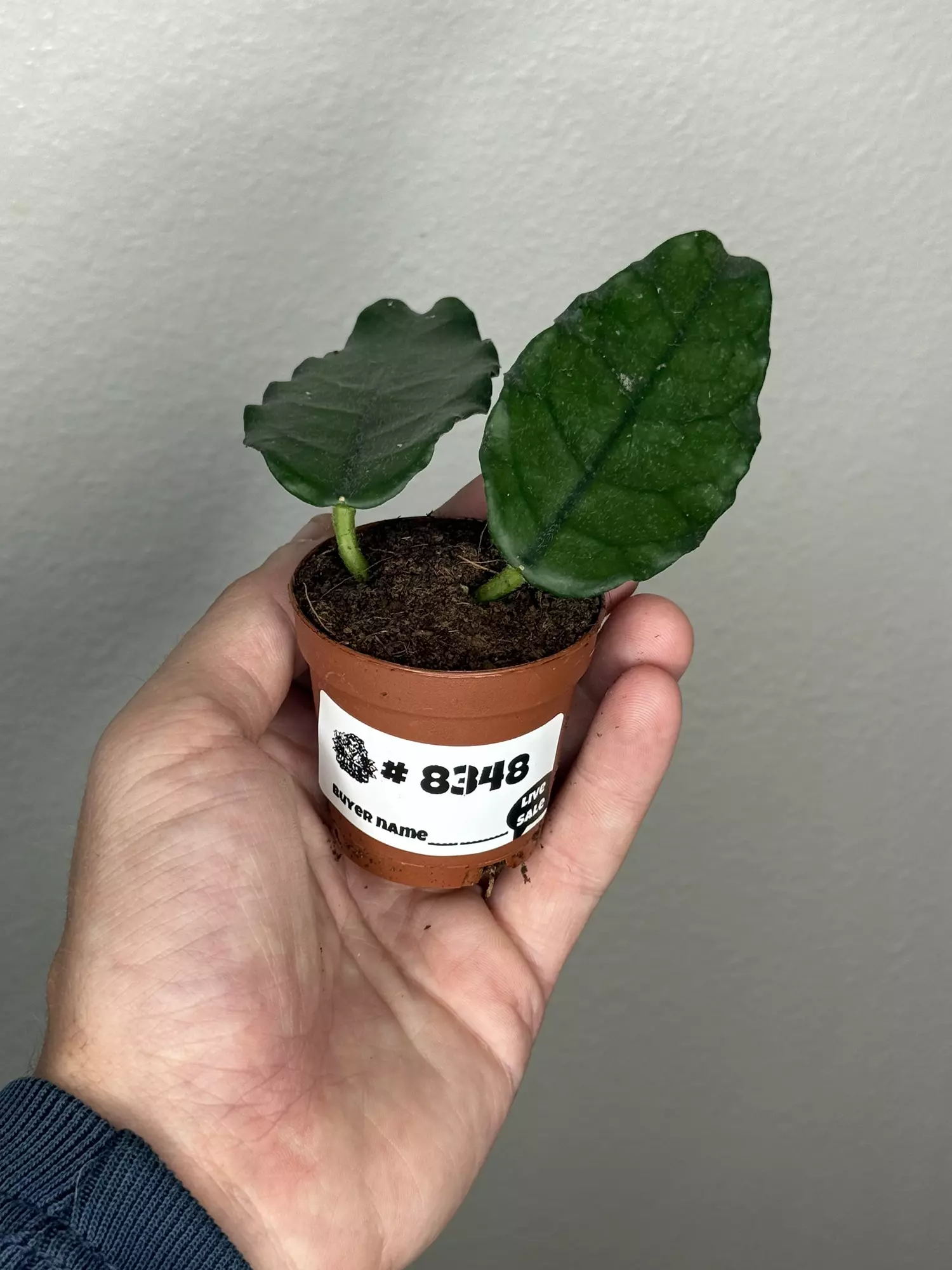plant/8348 Hoya Villosa -0