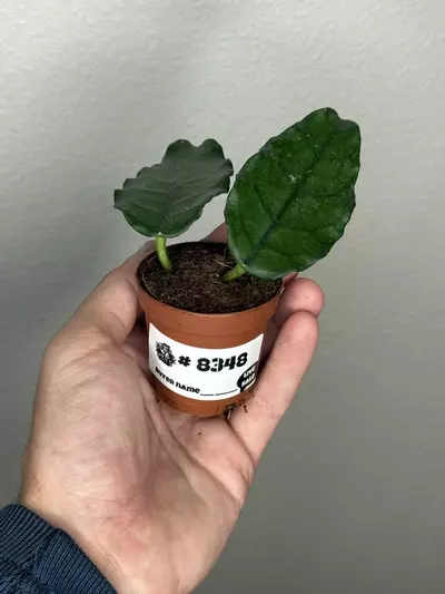 plant/8348 Hoya Villosa -0-thumbnail