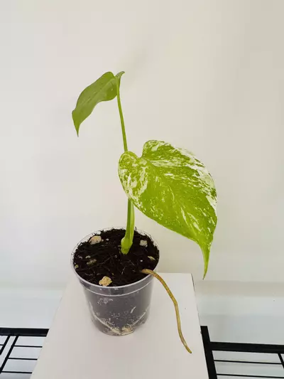 plant/Monstera ‘Mint’ (4inch)-2-thumbnail