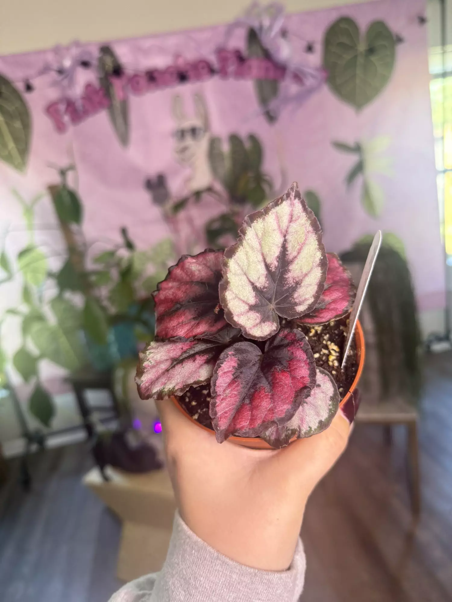 plant/J 1852 Begonia Red Kiss-0