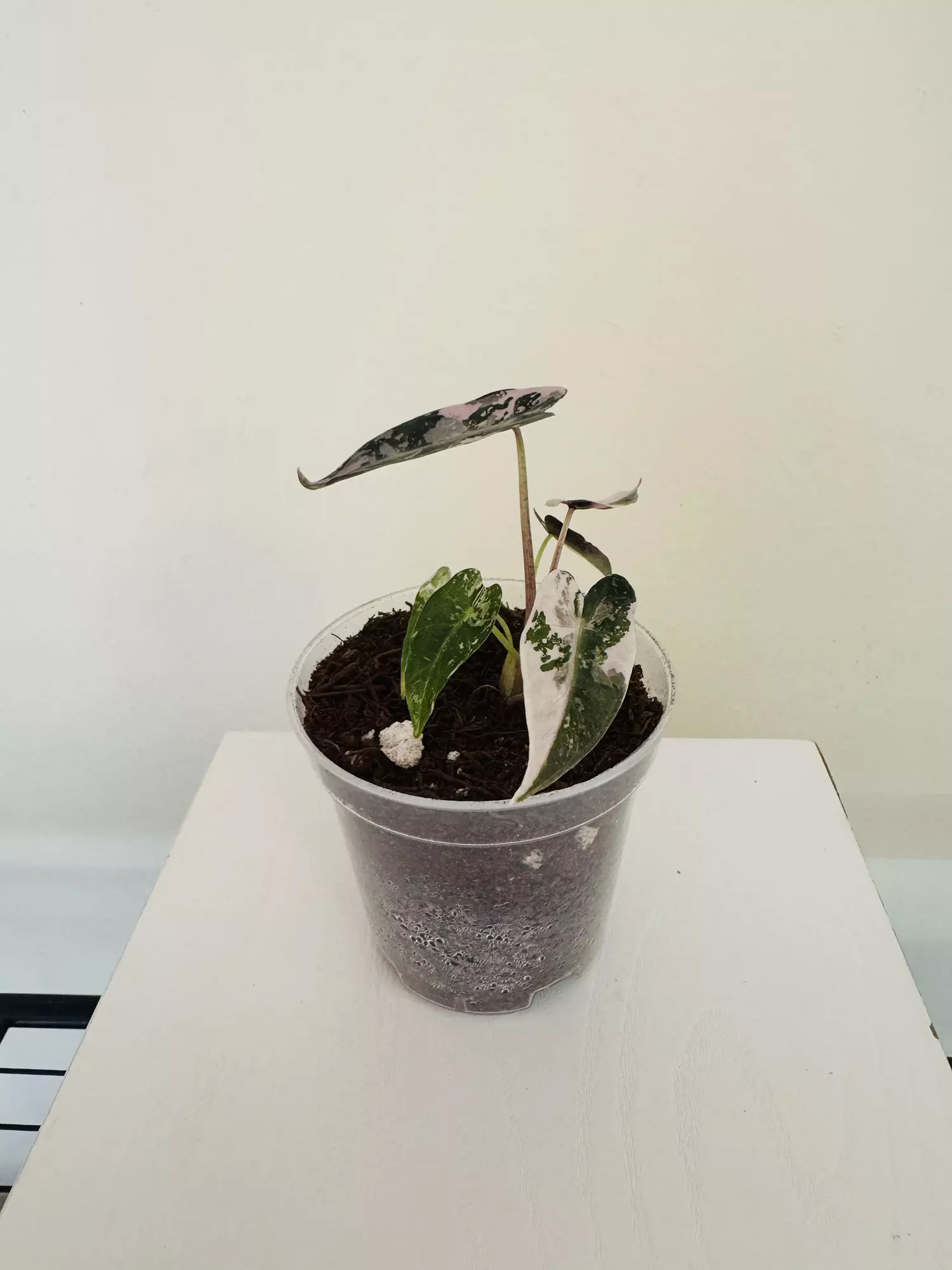 plant/Alocasia ‘Pink Bambino’ (3inch)-1