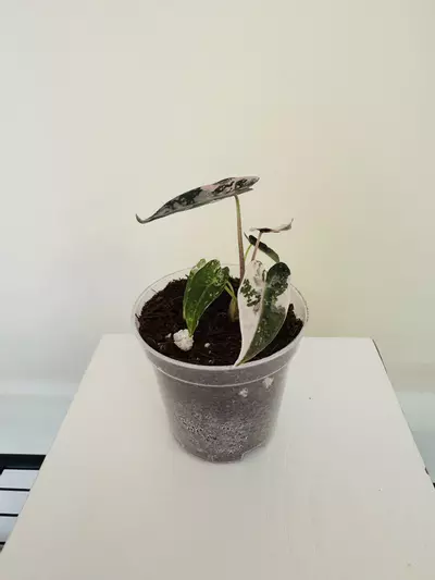 plant/Alocasia ‘Pink Bambino’ (3inch)-1-thumbnail