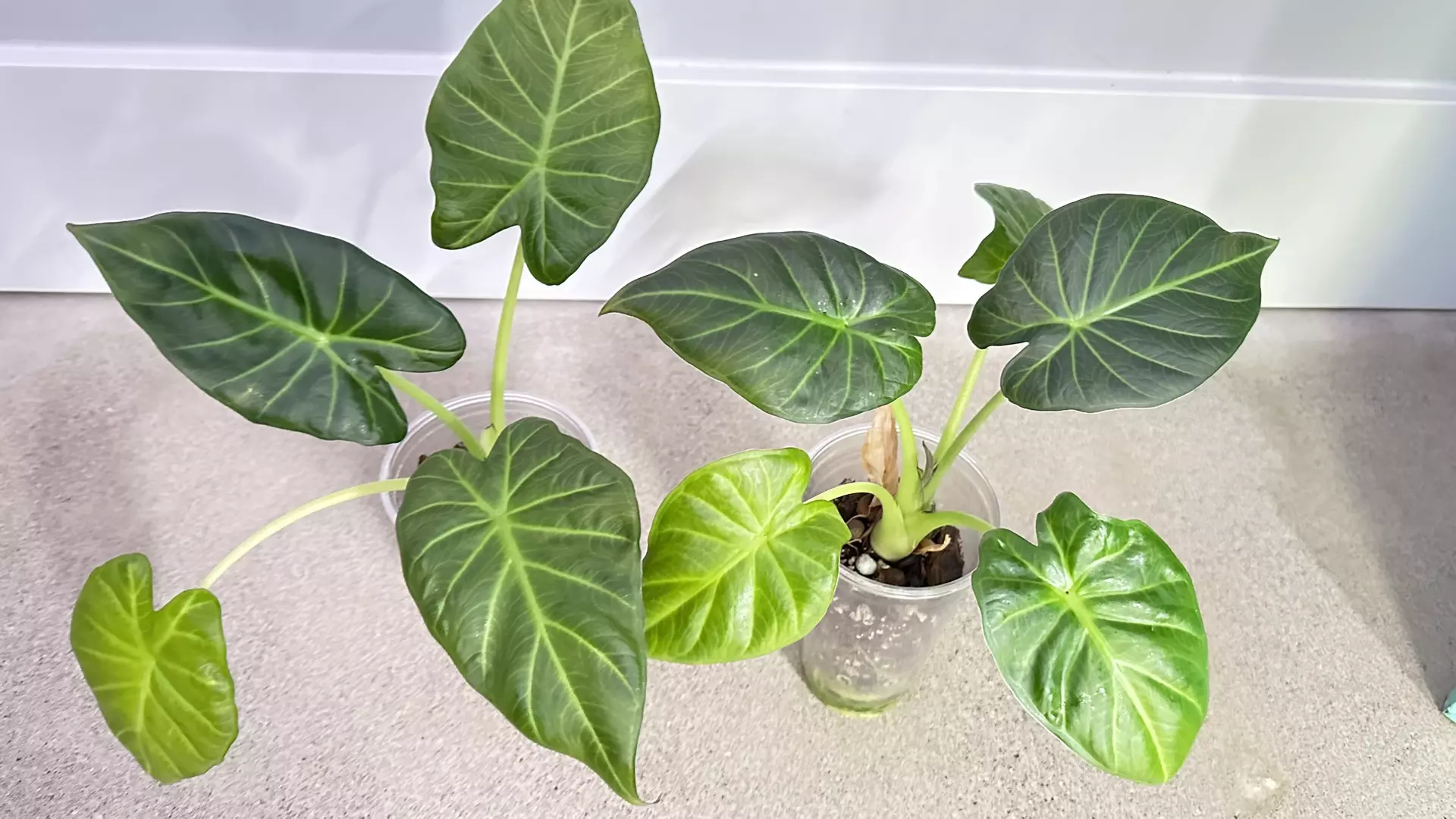 plant/Alocasia Regal Shield-0