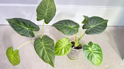 plant/Alocasia Regal Shield-0-thumbnail