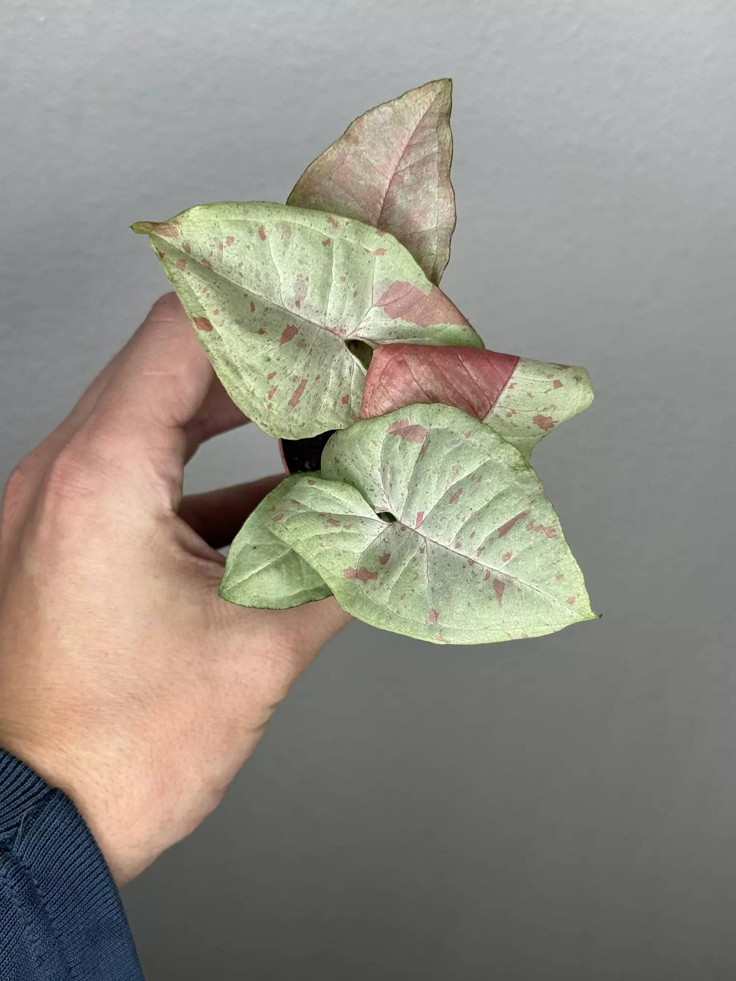 plant/8355 Syngonium Milk Confetti -0