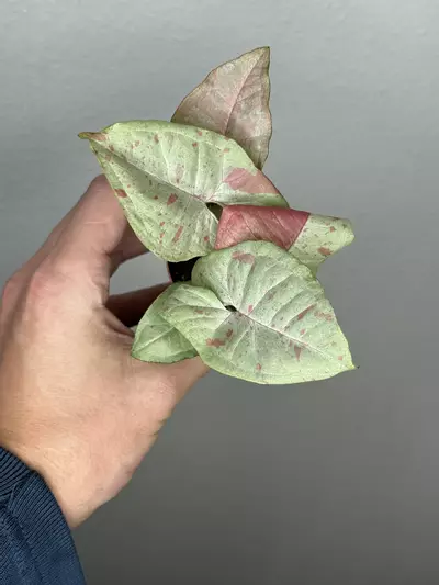 plant/8355 Syngonium Milk Confetti -0-thumbnail