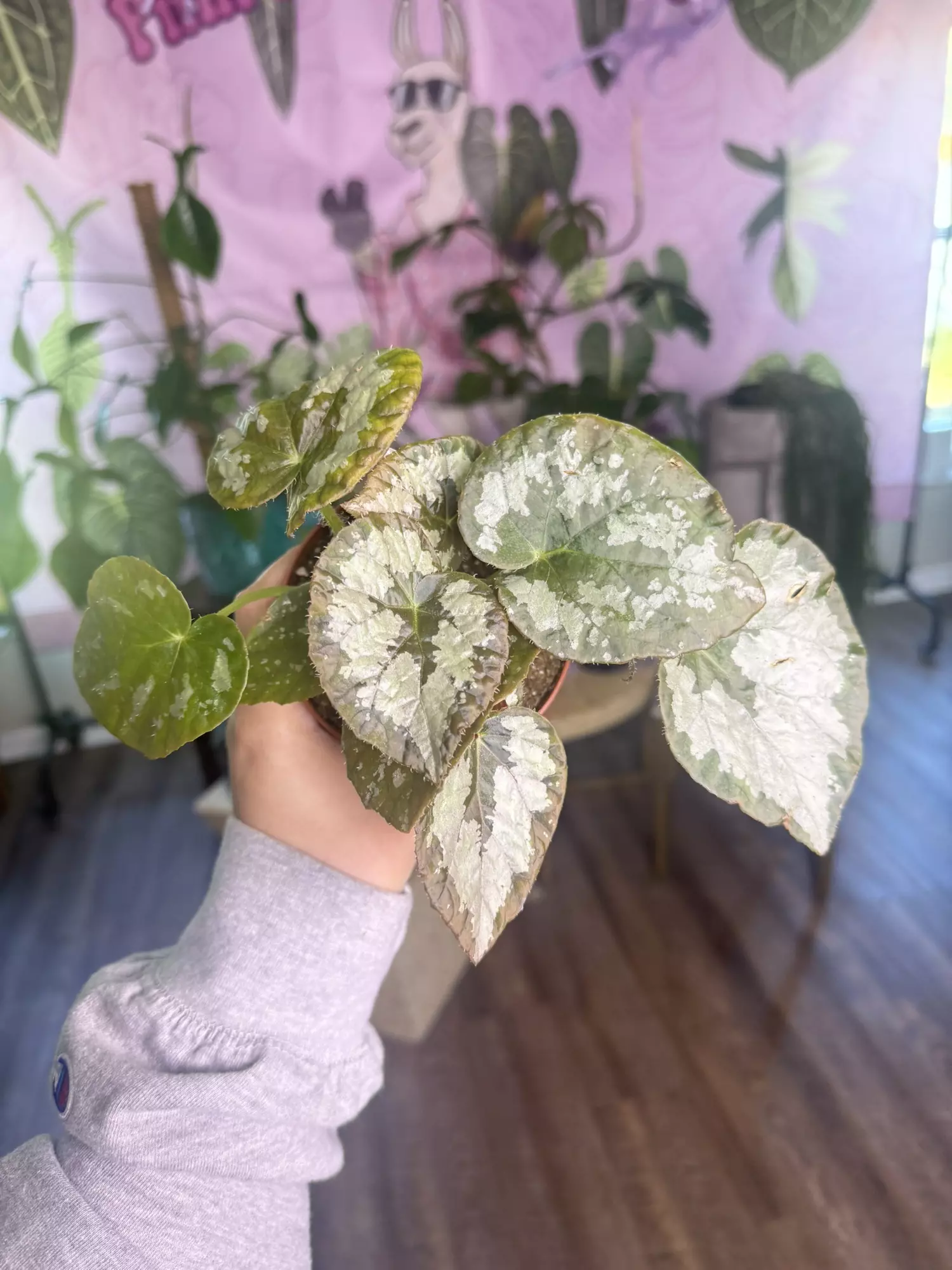 plant/J1803 Mariana’s Monster Begonia-0