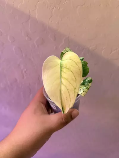 plant/Monstera White Monster-0-thumbnail