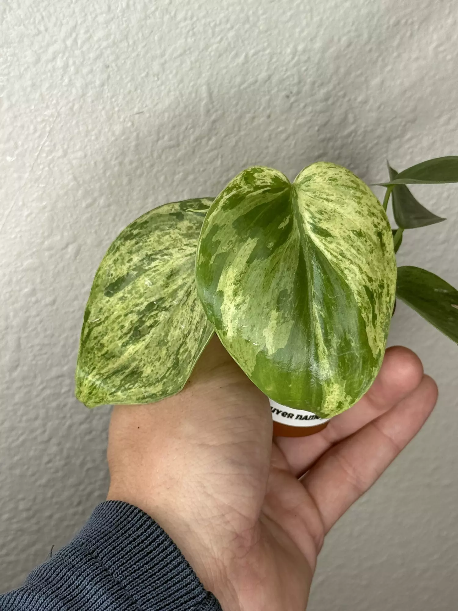 plant/8359 Philodendron Oxycardium Variegated -0