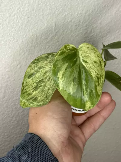 plant/8359 Philodendron Oxycardium Variegated -0-thumbnail