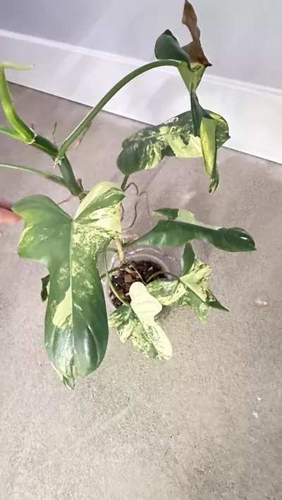 plant/Philodendron Bipennifolium “violin” variegated-0-thumbnail