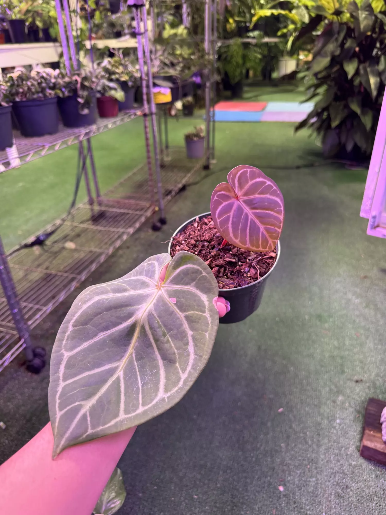 plant/Anthurium doreyaki 4”-0