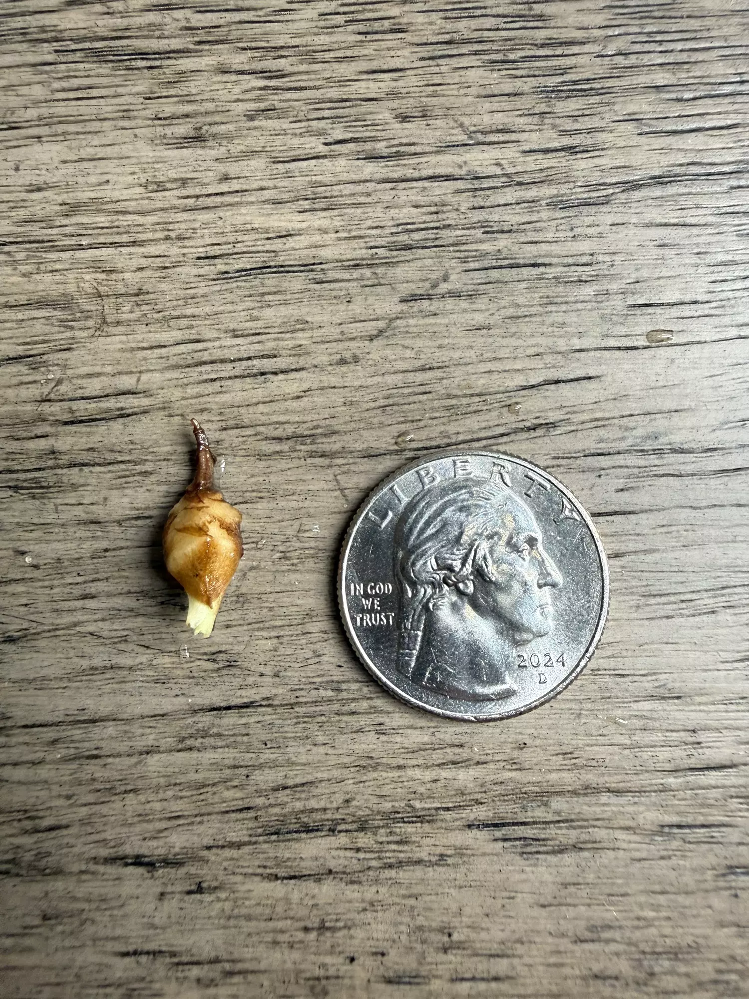 plant/Black Satun stardust-0