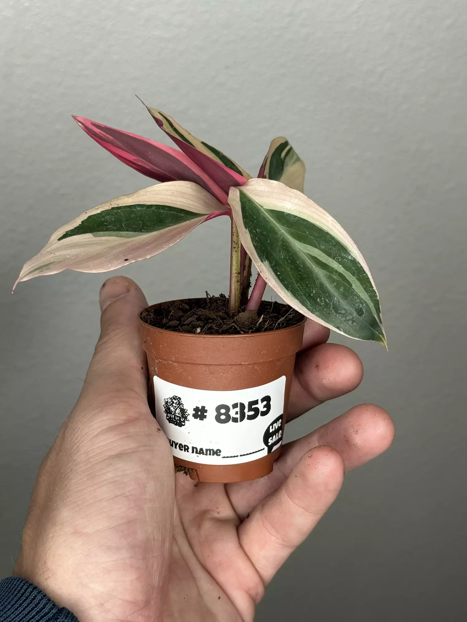 plant/8353 Triostar -0