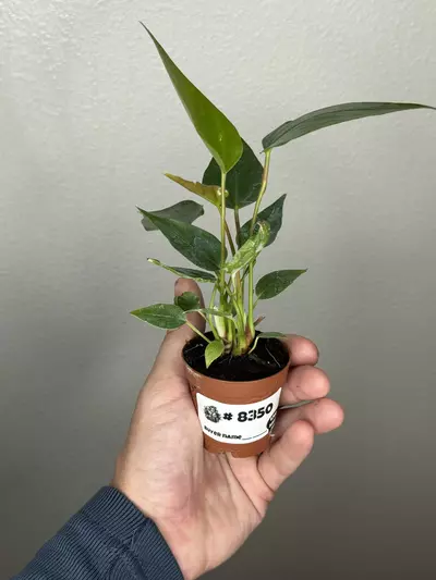 plant/8350 Anthurium Auspicious -0-thumbnail