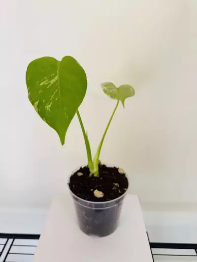 plant/Monstera ‘Mint’ (4inch)-3-thumbnail