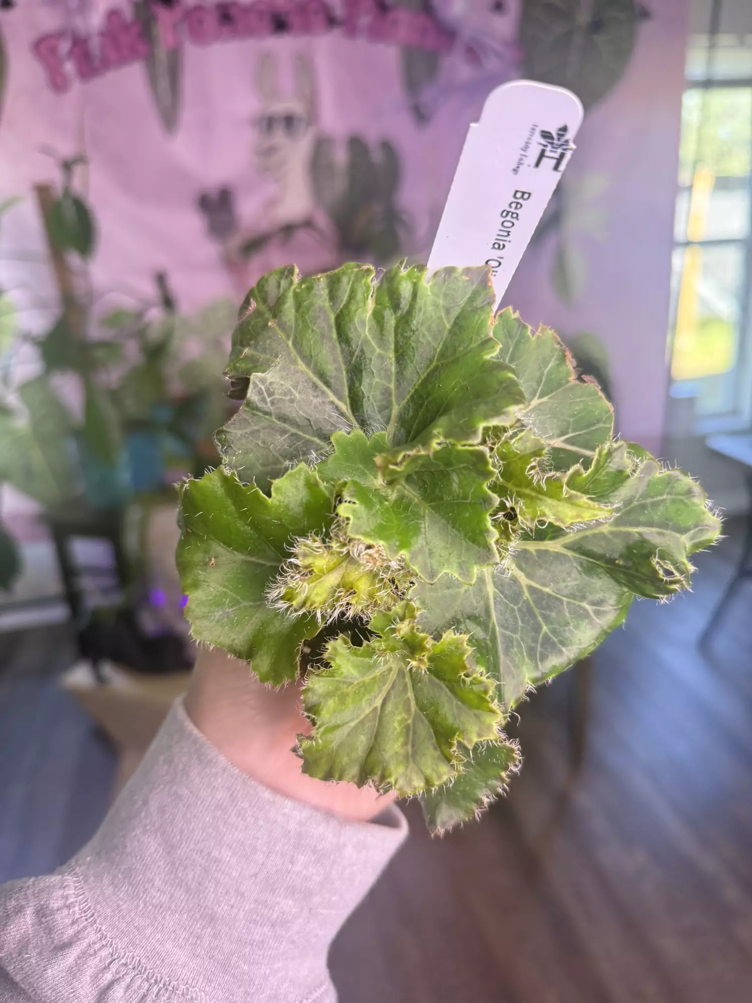 plant/J 994 Begonia Oliver Twist-0