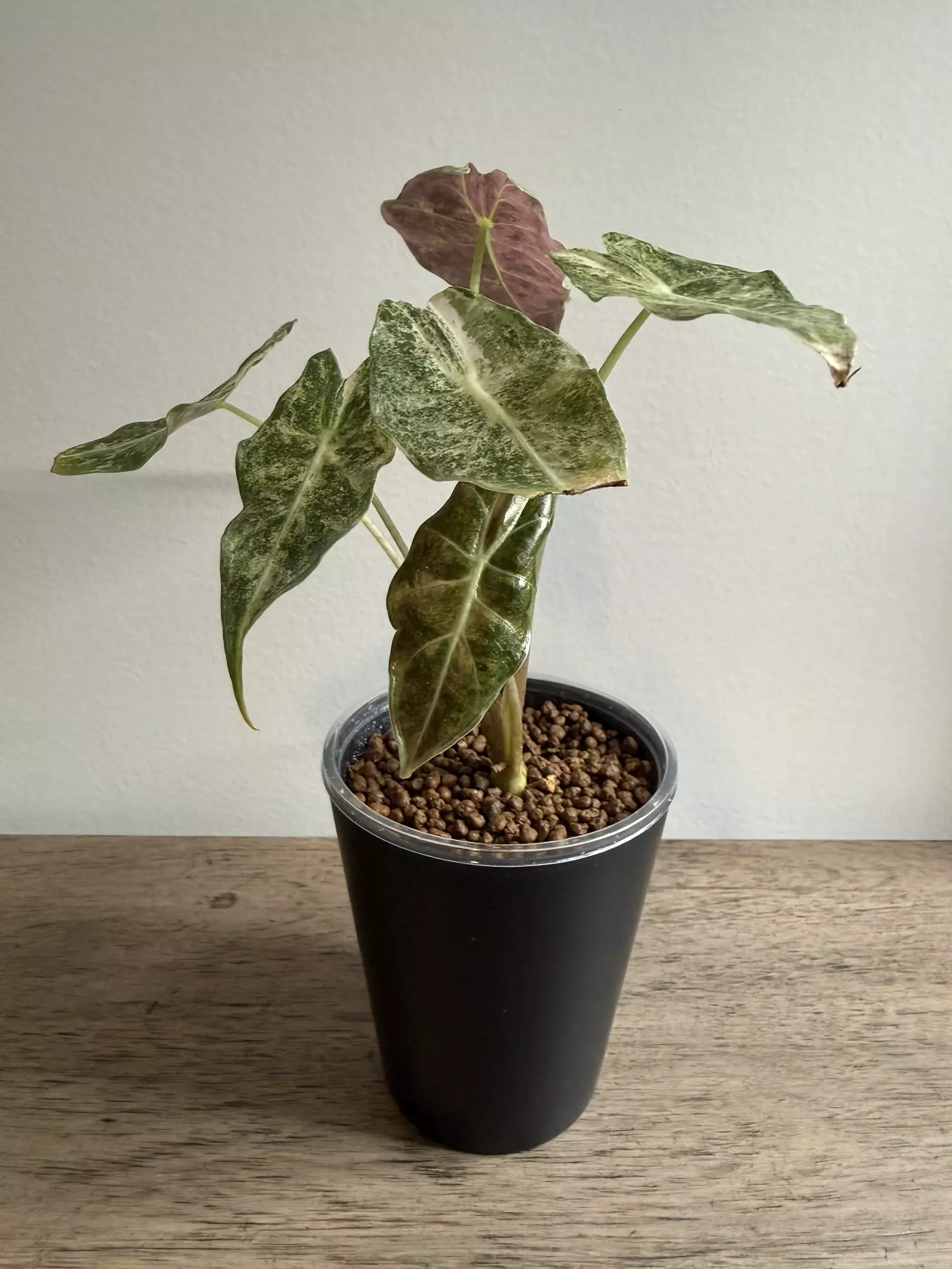 plant/Pink Satun Stardust-1