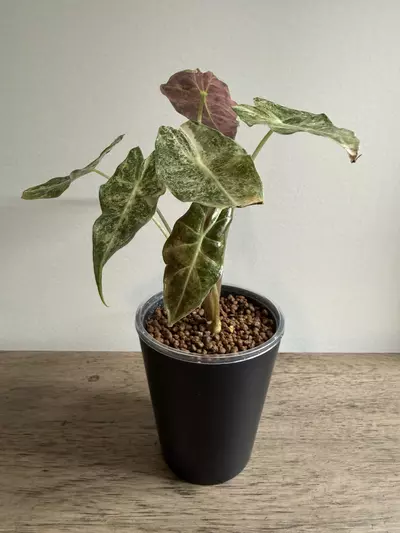 plant/Pink Satun Stardust-1-thumbnail