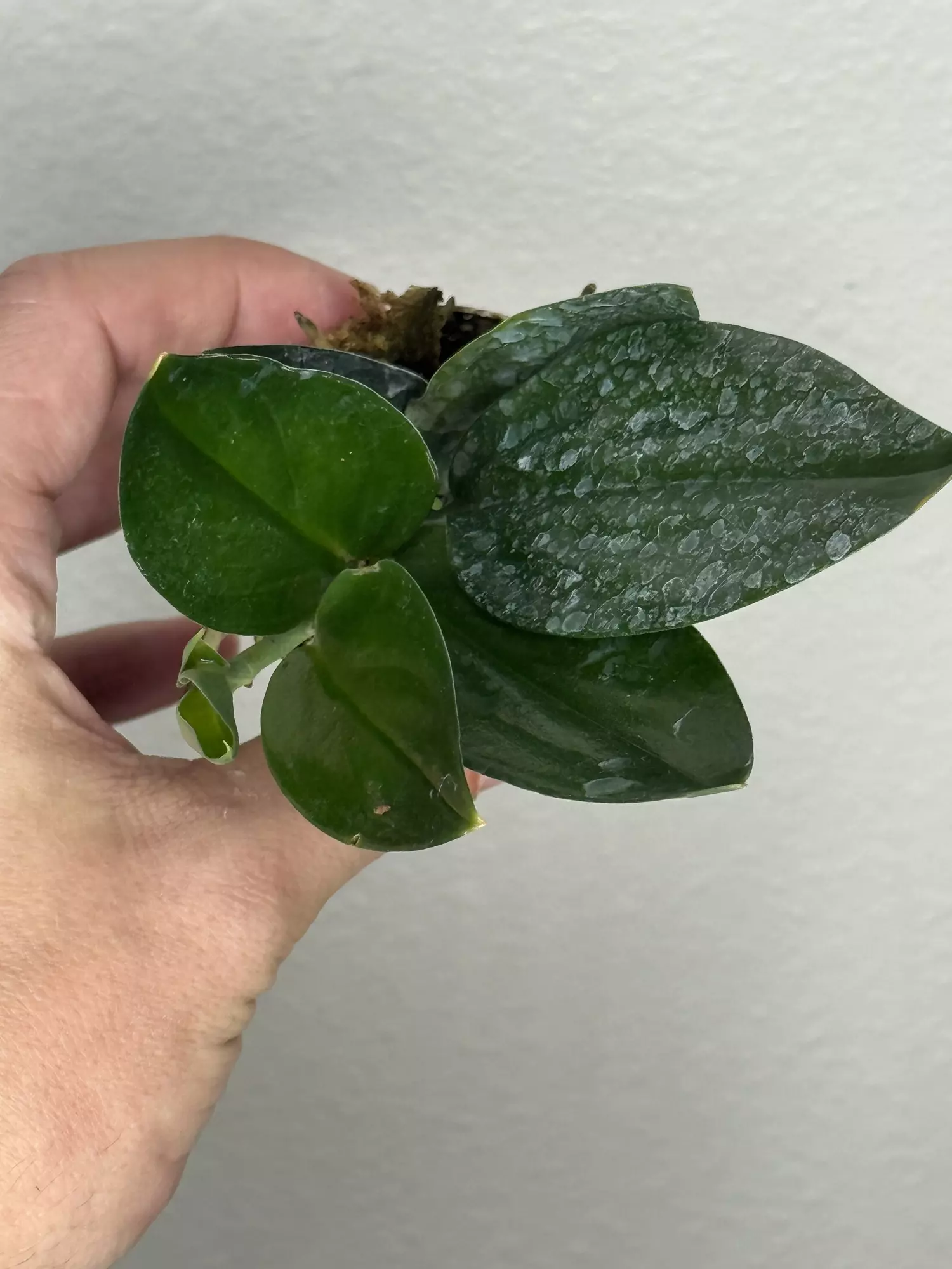 plant/8358 scindapsus black -0