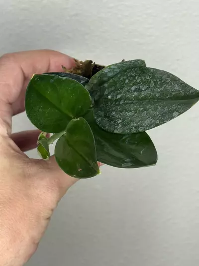 plant/8358 scindapsus black -0-thumbnail