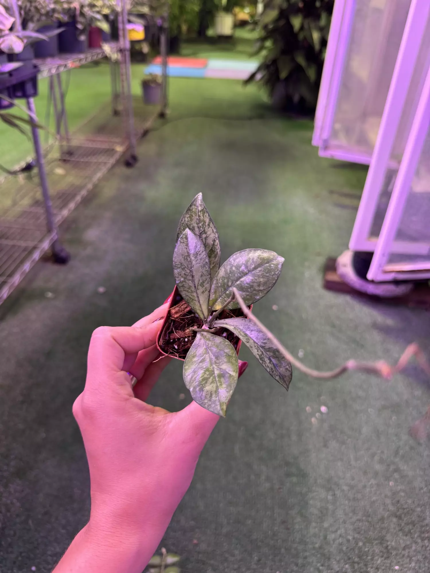 plant/Hoya crassiopelata splash 3”-0