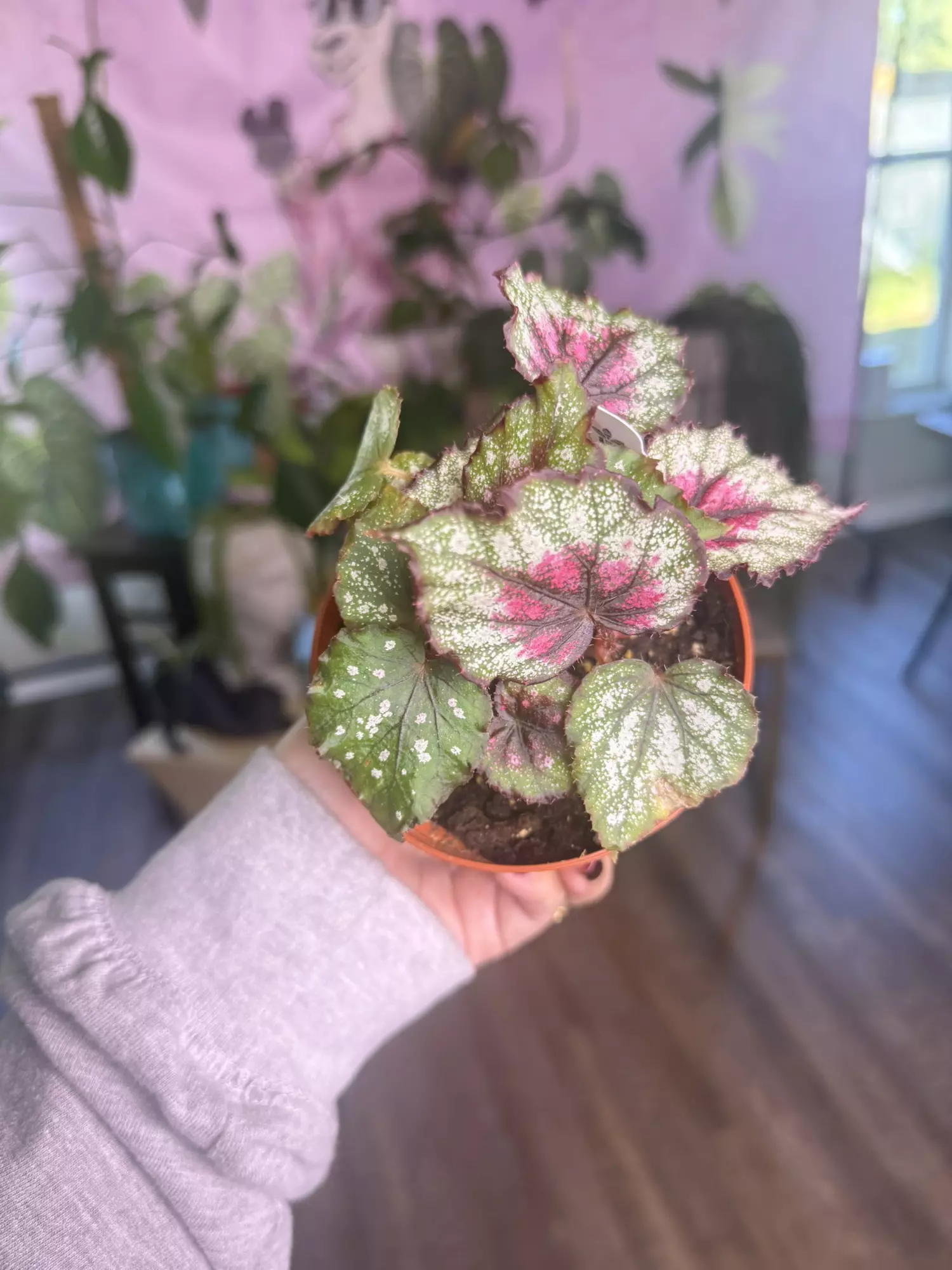 plant/J 1405 Begonia Crimson Oak-0