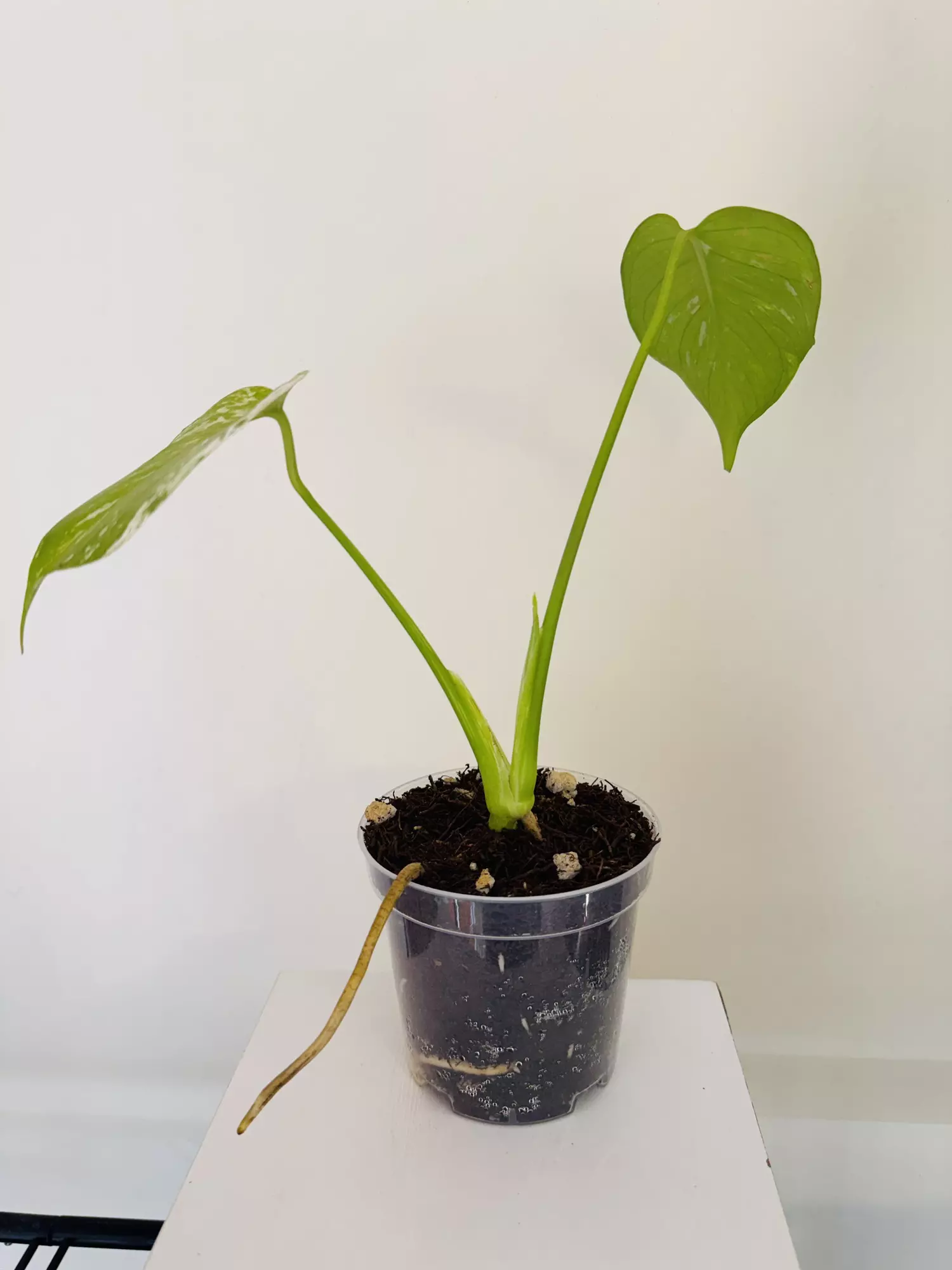 plant/Monstera ‘Mint’ (4inch)-1
