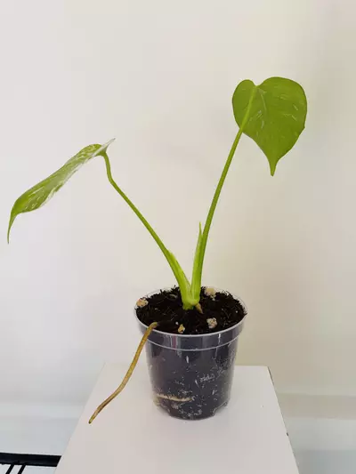 plant/Monstera ‘Mint’ (4inch)-1-thumbnail