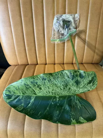 plant/Actual 🦄- Philodendron Domesticum- sport variegated- super rare rooted cutting & insane genetics-1-thumbnail