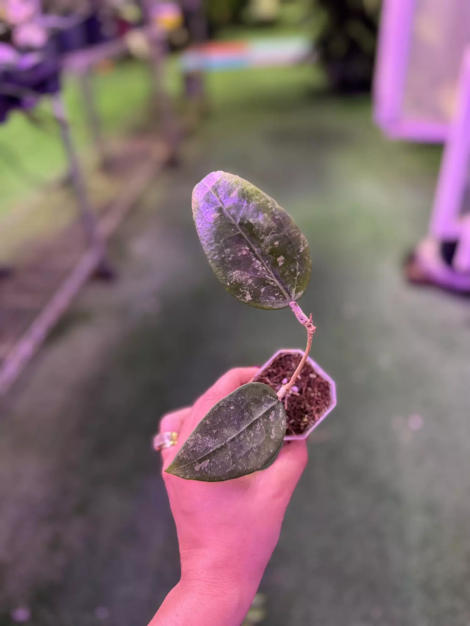 plant/Hoya Verticillata 3”-0