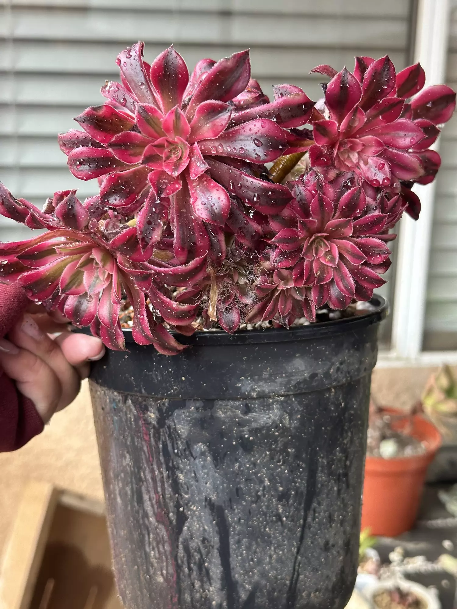 plant/Black Swartkin-0