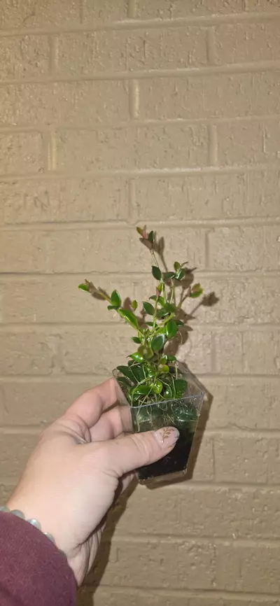 plant/Goldfish plant starter -0-thumbnail