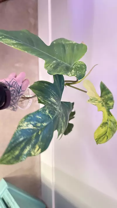 plant/Philodendron FB x Mayoi-0-thumbnail