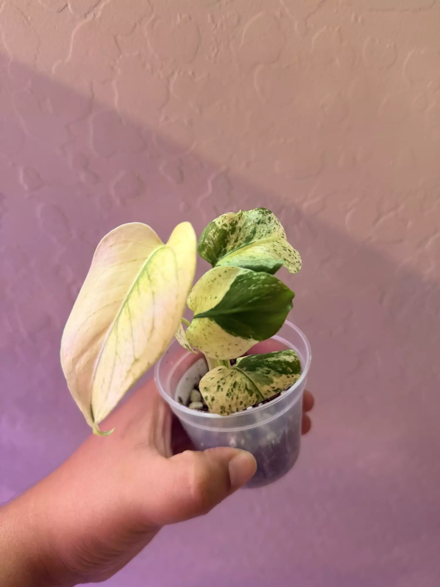 plant/Monstera White Monster-1