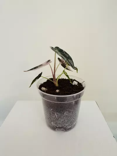 plant/Alocasia ‘Pink Bambino’ (3inch)-3-thumbnail