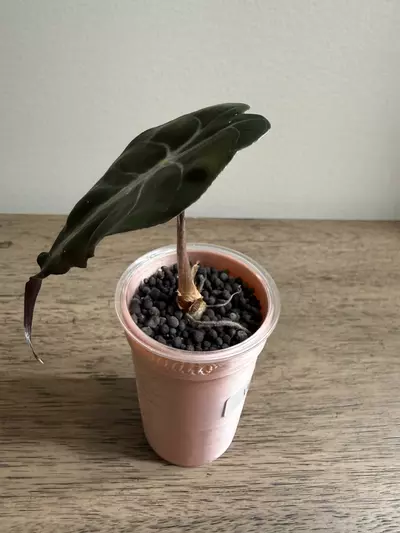 plant/Venom pup-1-thumbnail