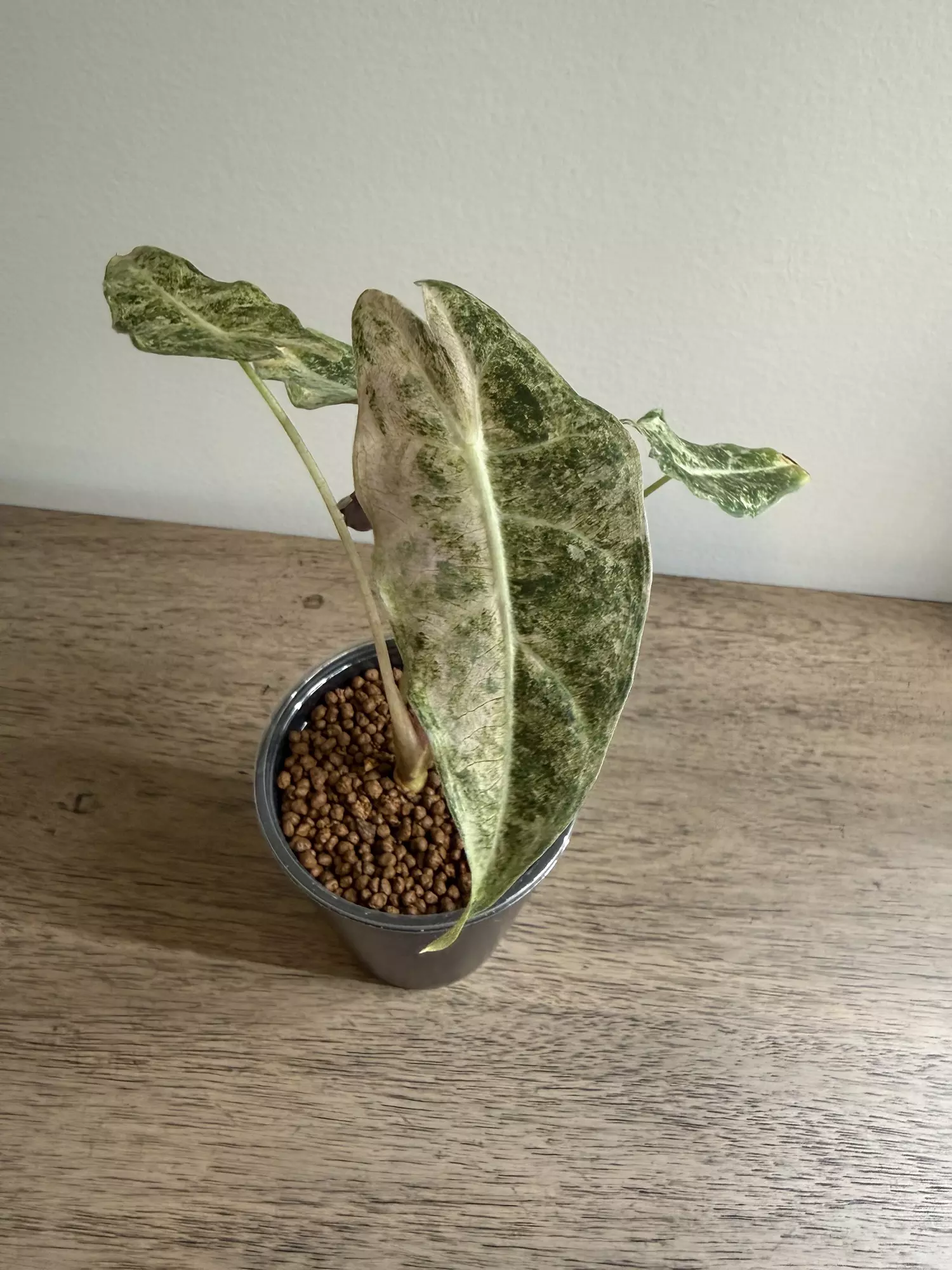 plant/Pink Satun Stardust-0