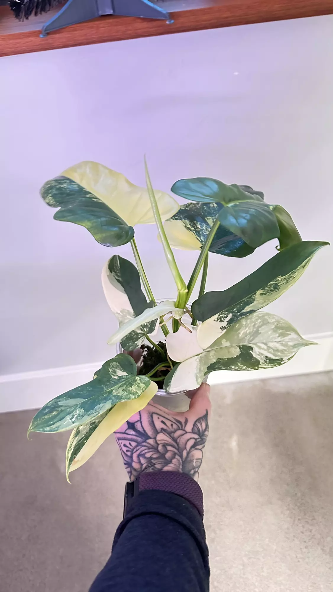 plant/Philodendron Bipennifolium “violin” variegated-0
