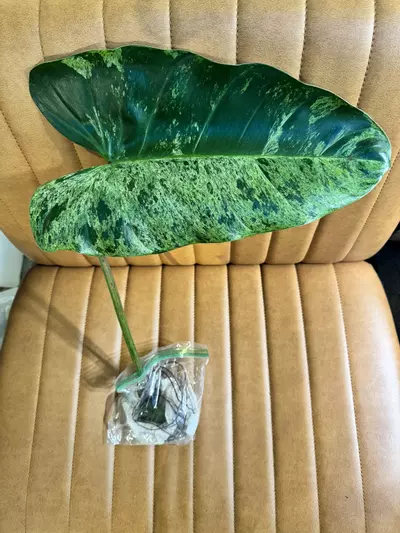 plant/Actual 🦄- Philodendron Domesticum- sport variegated- super rare rooted cutting & insane genetics-0-thumbnail